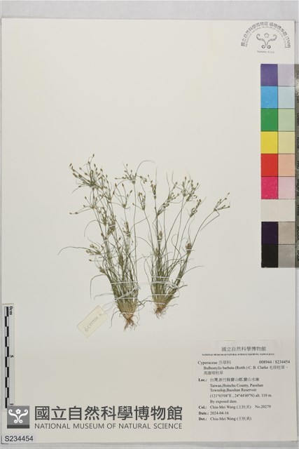 毛球柱草、高雄球柱草藏品圖，第1張