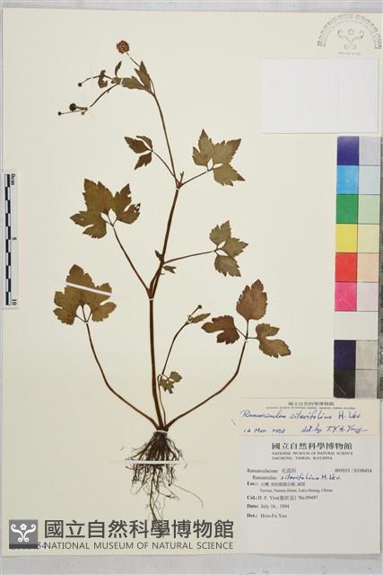 鉤柱毛茛藏品圖，第1張