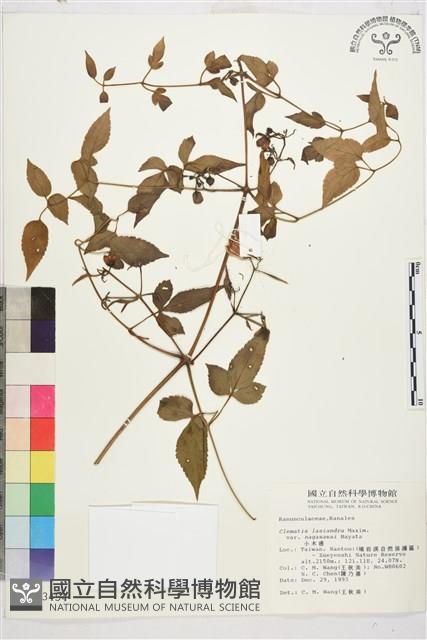 Accession Number:S013454 Collection Image