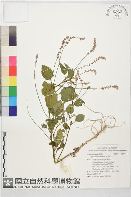 瘤果莧藏品圖，第1張