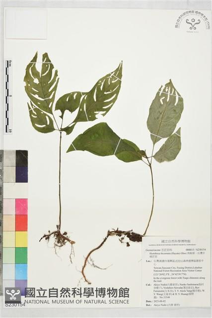 角桐草、台灣半蒴苣苔藏品圖，第1張