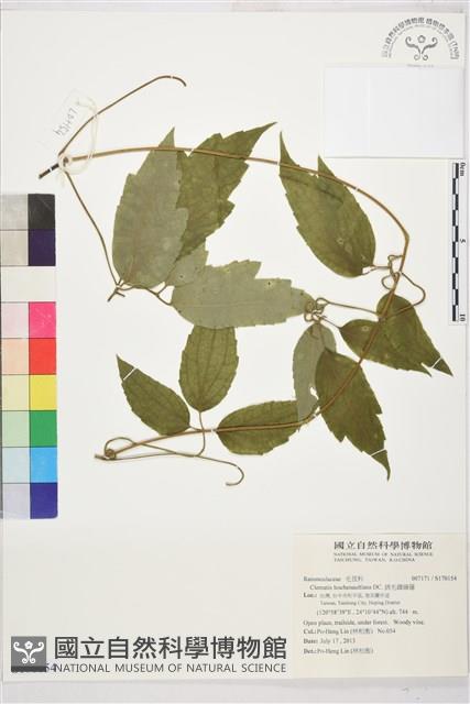 銹毛鐵線蓮藏品圖，第1張