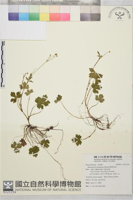 鹿場毛茛藏品圖，第1張