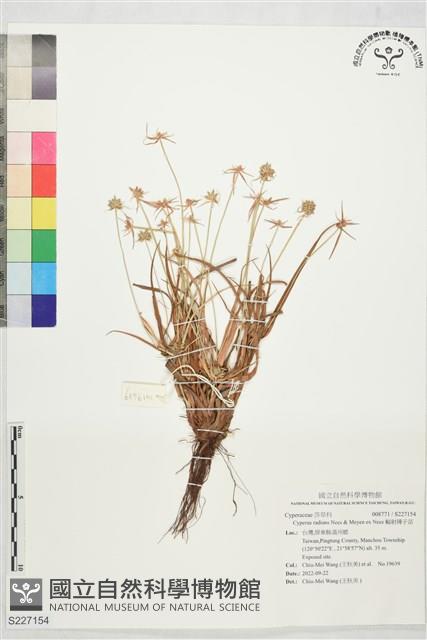 輻射磚子苗藏品圖，第1張