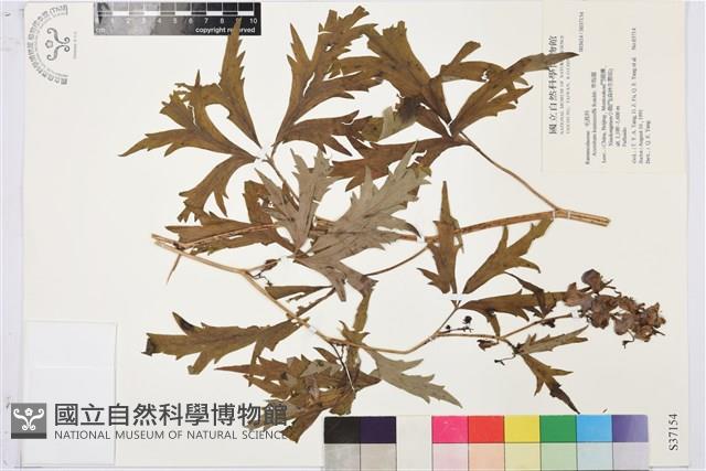 草烏頭藏品圖，第1張