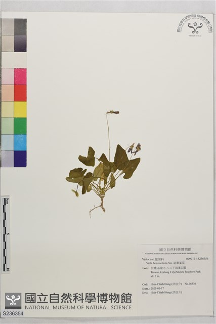 箭葉堇菜藏品圖，第1張