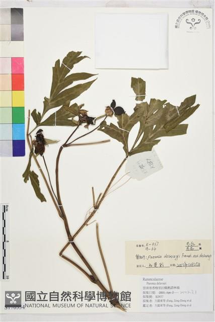 野牡丹藏品圖，第1張