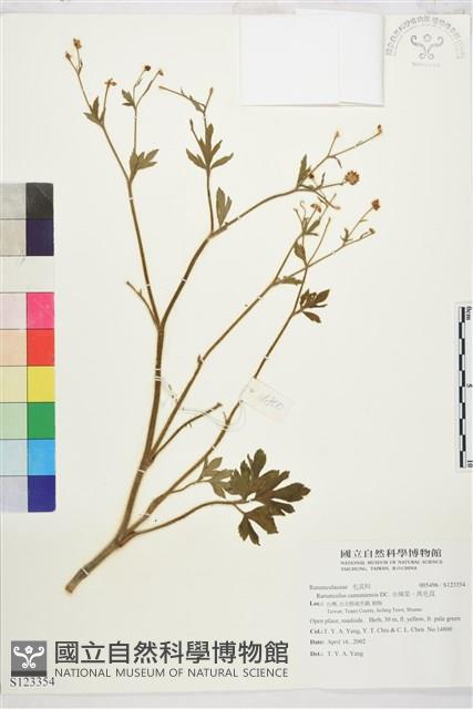 水辣菜、禺毛茛藏品圖，第1張