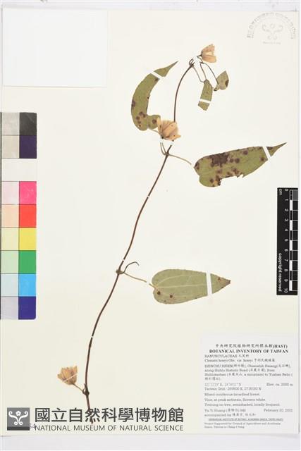 亨利氏鐵線蓮藏品圖，第1張