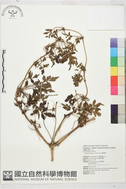 繡球藤藏品圖，第1張