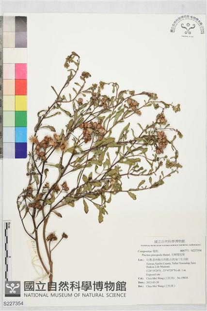 光梗闊苞菊藏品圖，第1張