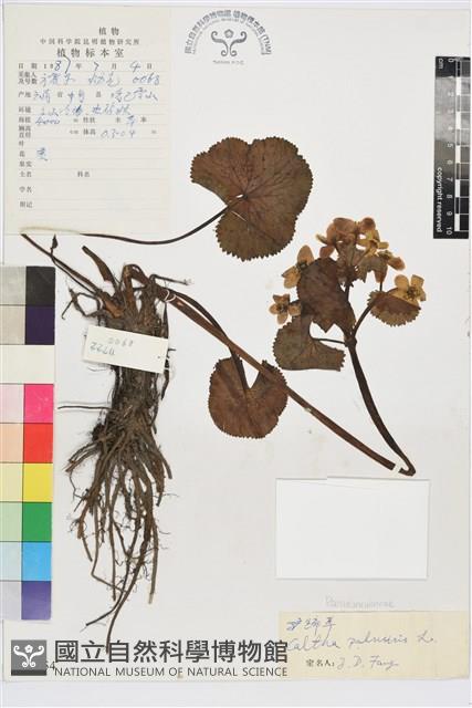 驢蹄草藏品圖，第1張