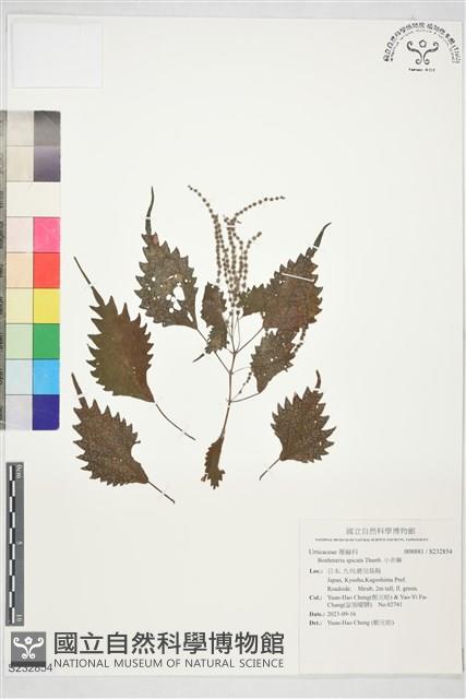 小赤麻藏品圖，第1張