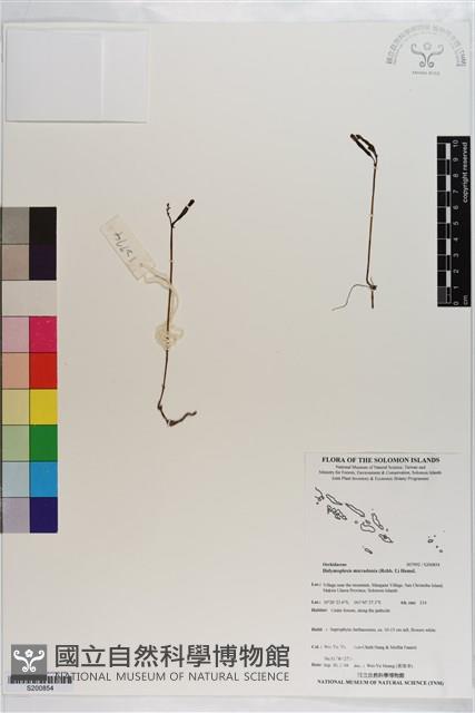 小鬼蘭藏品圖，第1張