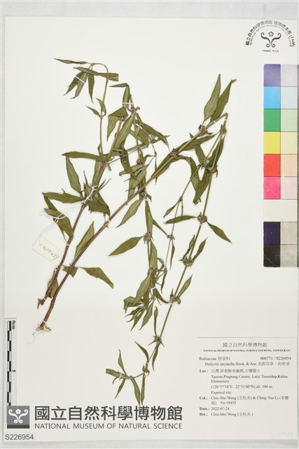 長節耳草、狗骨消藏品圖，第1張