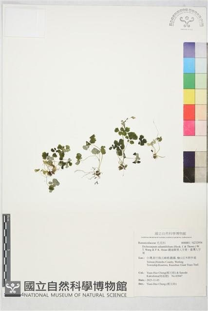 鐵線蕨葉人字果、臺灣人字果藏品圖，第1張