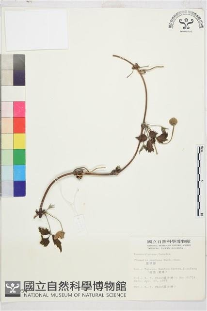 繡球藤藏品圖，第2張