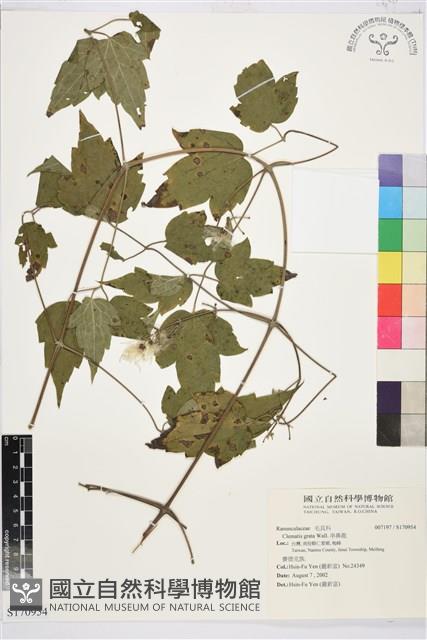 串鼻龍藏品圖，第1張