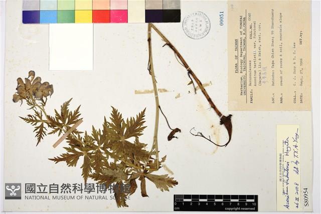 臺灣烏頭藏品圖，第1張