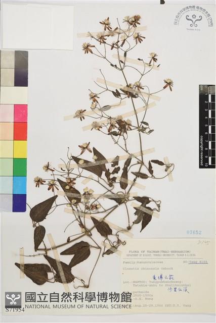 威靈仙藏品圖，第1張