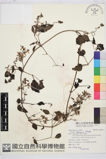 威靈仙藏品圖，第1張