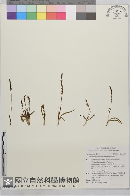 綬草藏品圖，第1張