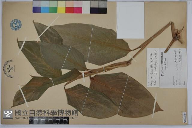 蘭嶼竹芋藏品圖，第1張