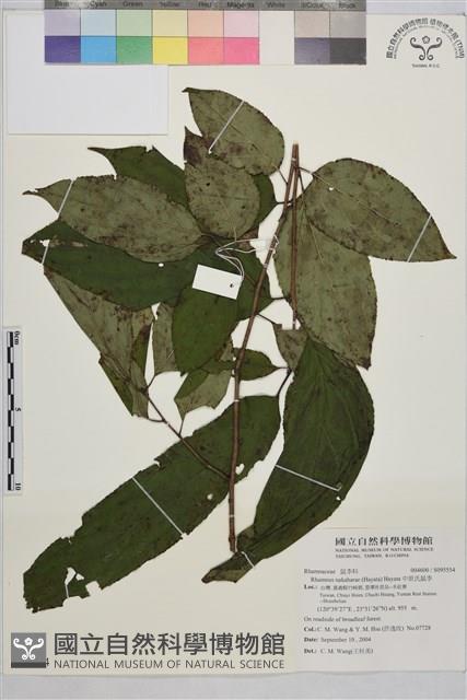 中原氏鼠李藏品圖，第1張