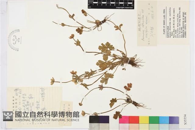 疏齒銀蓮花藏品圖，第1張