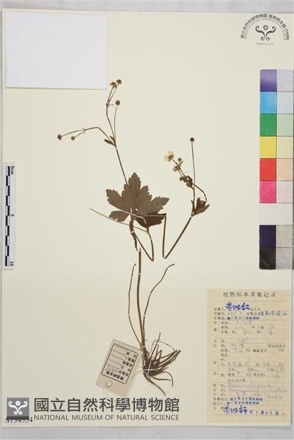 小毛茛藏品圖，第1張