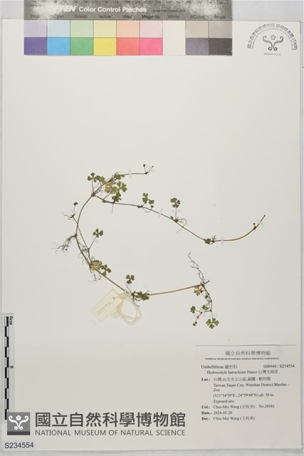 台灣天胡荽藏品圖，第1張