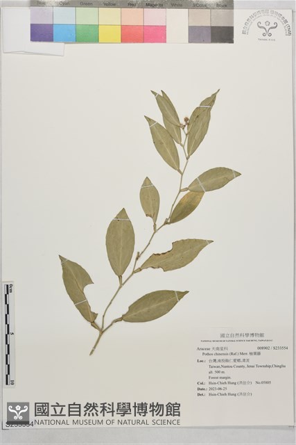 柚葉藤藏品圖，第1張