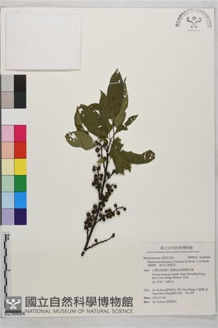 通條樹，喜馬山旌節花藏品圖，第1張