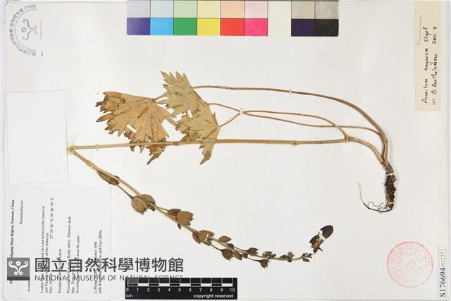 保山烏頭藏品圖，第1張