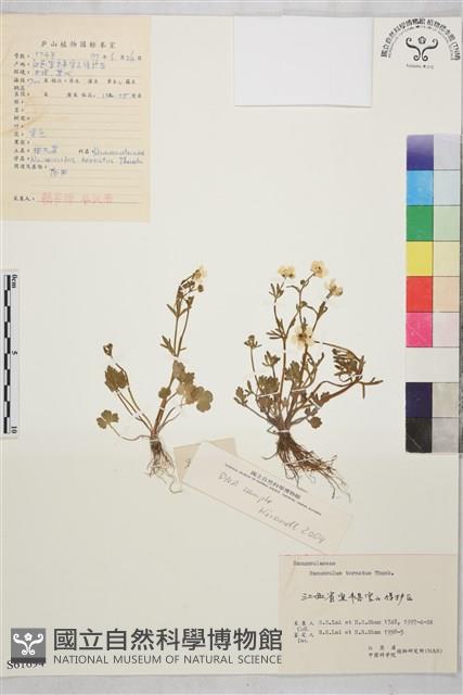 小毛茛藏品圖，第1張