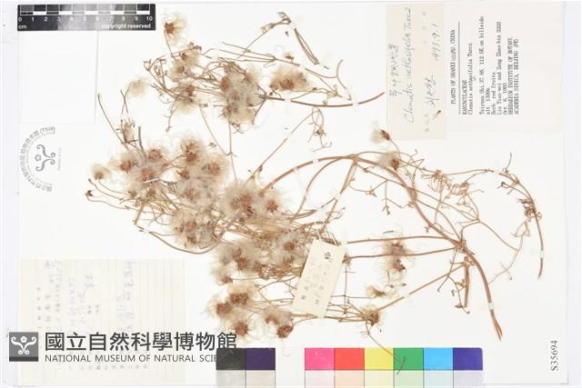 芹葉鐵線蓮藏品圖，第1張