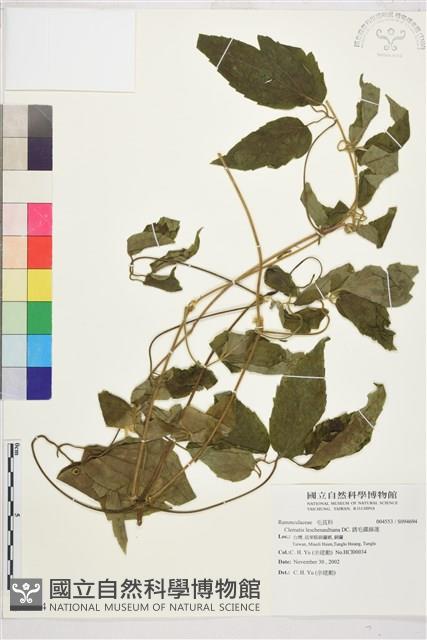 銹毛鐵線蓮藏品圖，第1張