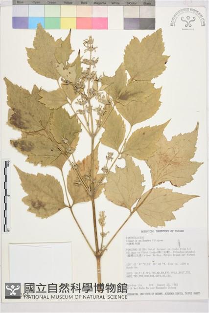 台灣牡丹藤、台灣草牡丹藏品圖，第2張