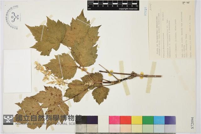 臺灣牡丹藤藏品圖，第1張