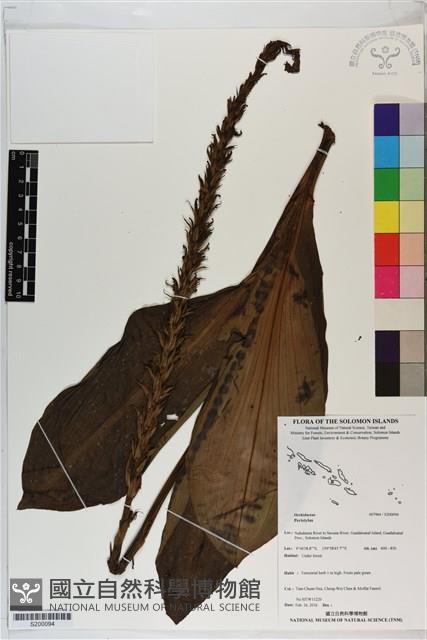 登錄號:S200094藏品圖，第1張