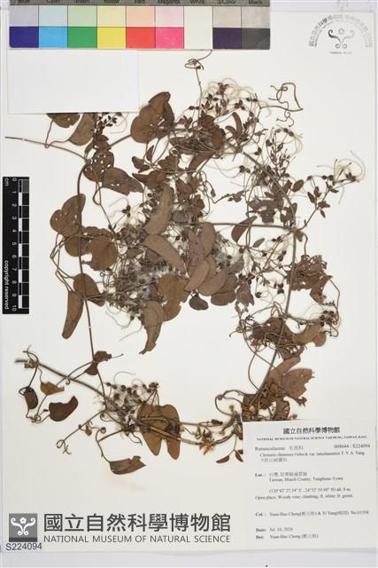 Accession Number:S224094 Collection Image