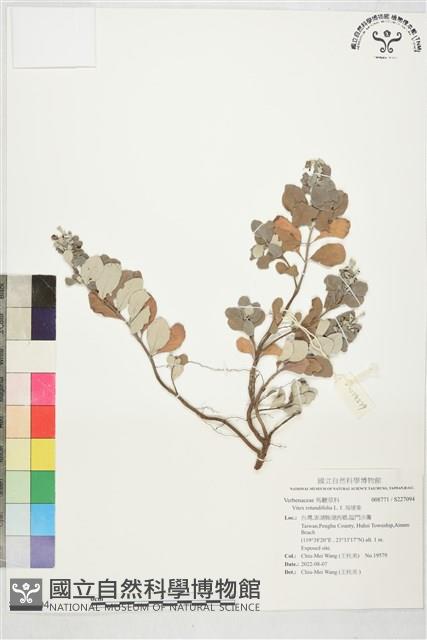 海埔姜藏品圖，第1張