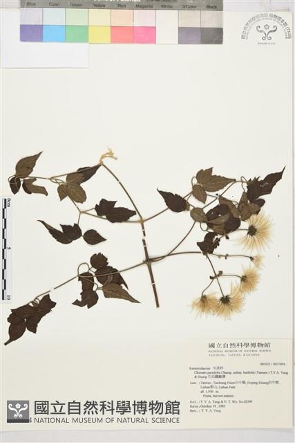 巴氏鐵線蓮藏品圖，第2張