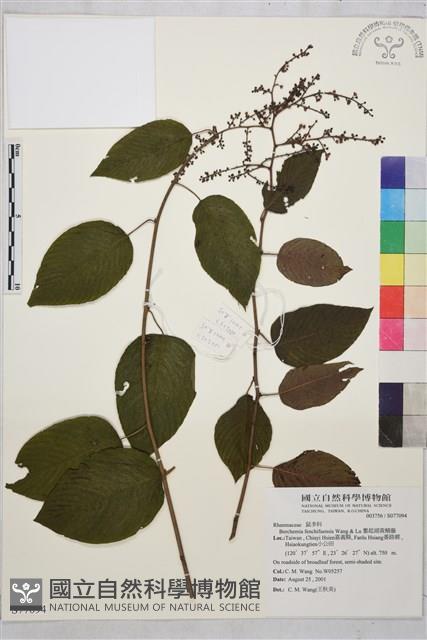 奮起湖黃鱔藤藏品圖，第1張