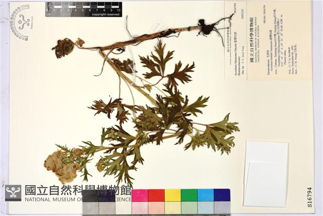 臺灣烏頭藏品圖，第1張