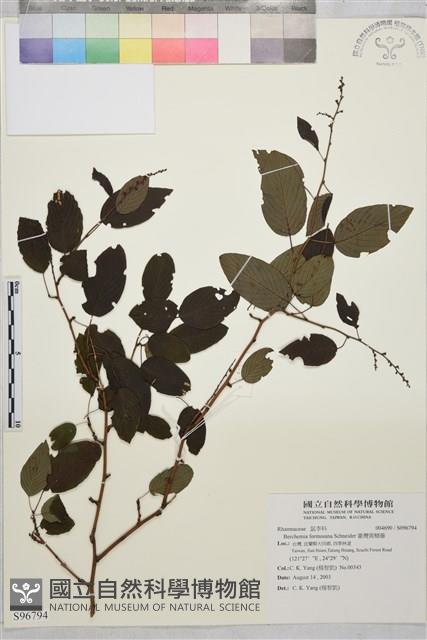 臺灣黃鱔藤藏品圖，第1張