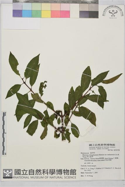 塔山鼠李藏品圖，第1張