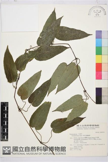 亨利氏鐵線蓮藏品圖，第1張