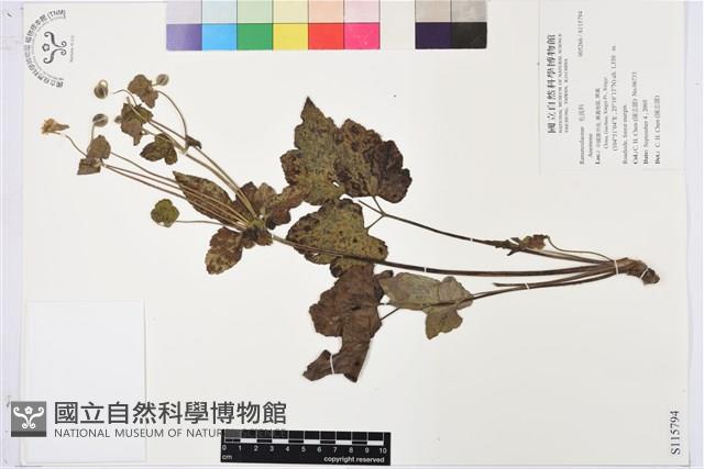 登錄號:S115794藏品圖，第1張