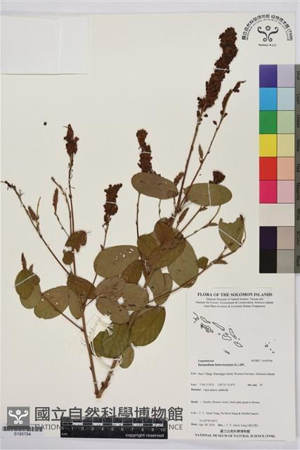 假地豆藏品圖，第1張